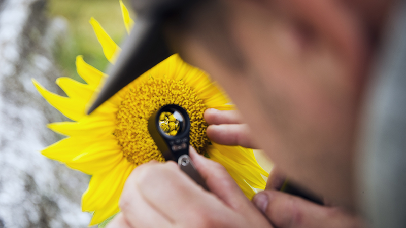 En person tittar på blomma i en lupp. 