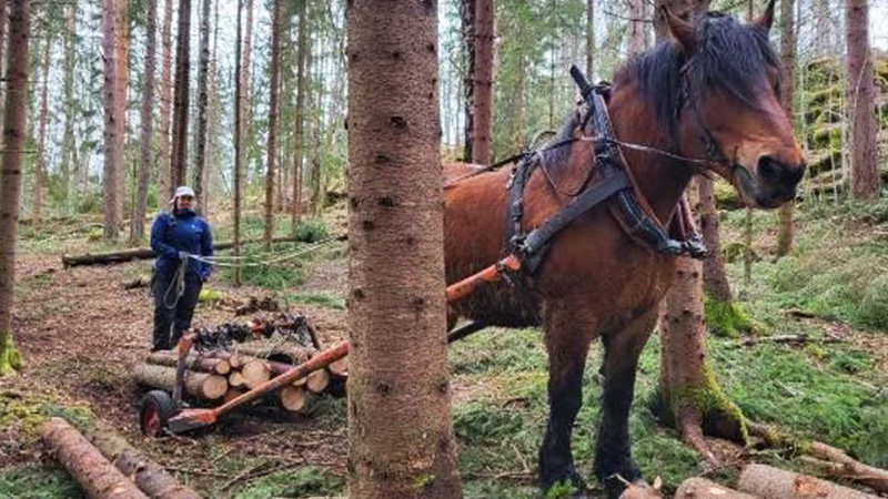 En brun häst står i skogen med virke lastad bakom sig. 