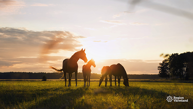 Fyra hästar i motljus på en grön äng.