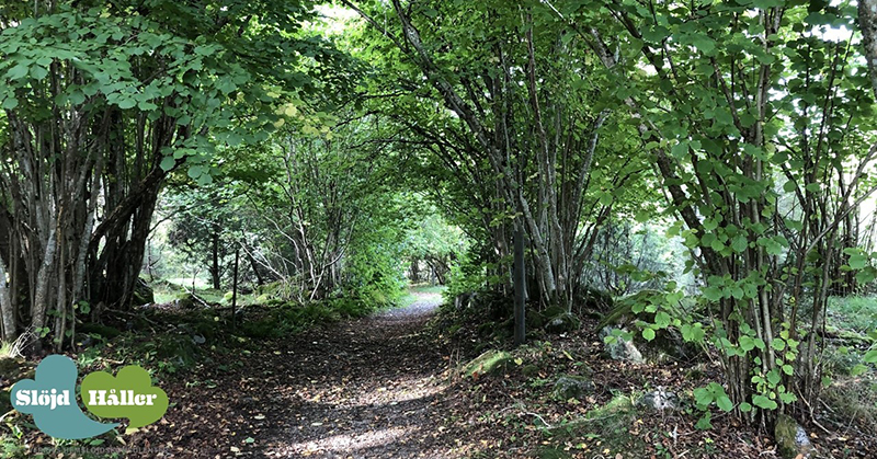 Hemslöjd färgning torkning garn