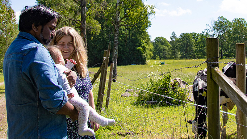 Pappa och mamma hållandes en liten bebis tittar på kor i en kohage omringad av grönområde.